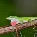 green Carolina anole