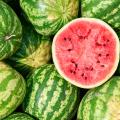 Watermelons 