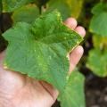 A cucumber leaf with disease lesions rests on a hand.
