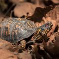 Box Turtle