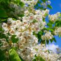 White flowers blooming on a tree.