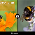 Graphic showing differences between carpenter bees and bumble bees