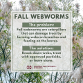 Descriptive graphic explaining what webworms are and how to treat them.