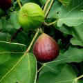 Southern Brown Turkey Fig
