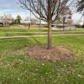 A tree planted in green grass with brown mulch around it.