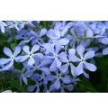 Blue phlox.