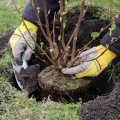 A person with yellow gloves on planting a shrub.