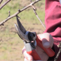 A person pruning a tree branch with red shears.