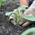 A closeup of a person with white gloves planting cabbage.