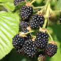 A cluster of blackberries on a bush. 