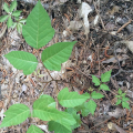 A poison ivy vine.