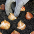 A hand with a a grey glove on planting a series of bulbs in the soil. 