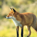 Red fox in a field. 