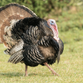 An Eastern Wild Turkey in a field.