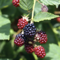 A bundle of blackberries. 