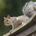 A squirrel on wood railing.