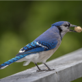 Blue Jay with nut in mouth. 