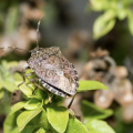 Stinkbug.