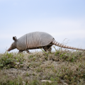 Nine-banded armadillo 