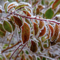 Frost on a plant. 