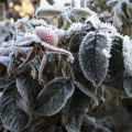 Frozen plants. 