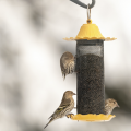 Three birds on a bird feeder.