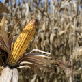 Field corn.