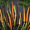 Purple, yellow, and orange carrots. 