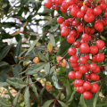 Red Nandina berries.