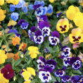 Yellow, purple, and blue pansies. 