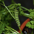 Black swallowtail caterpillar on a plant. 