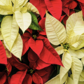 Red and Yellow Poinsettias 