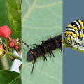 three different pictures of caterpillars. 