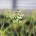 Annual bluegrass weed.