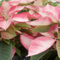 A closeup of grouped poinsettias with variegated red, white, and green leaves.