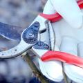 A closeup of a gloved hand holding a pair of bypass pruning shears.