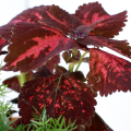 A closeup of a red variegated coleus plant.