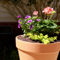 A flower pot with three types of full sun flowers sits in the sun.