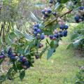 Multiple clusters of blueberries in varying stages of ripeness adorn a branch covered with green leaves. 
