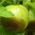 Green tomato with buckeye rot.