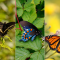 Three photos of butterflies in a collage.