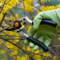 A person with green gloves pruning a tree with yellow leaves. 