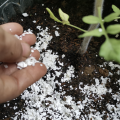 A hand sprinkles eggshells on garden soil