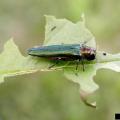An emerald ash borer sits on a green leaf.