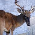 A thin, eight-point buck stands beside a wall with drool coming from his mouth.