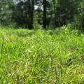 Tall grass grows in a field.