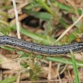 Closeup of an armyworm