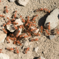 Fire ants around rocks
