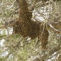 Honey Bee Swarm