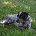 A dog lies on the grass in the shade.